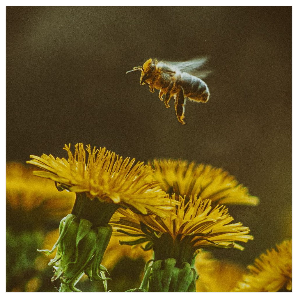 Golden Bee Hovering Over Flower Poster 12x12 inch Posters, Prints, & Visual Artwork Poster Prints