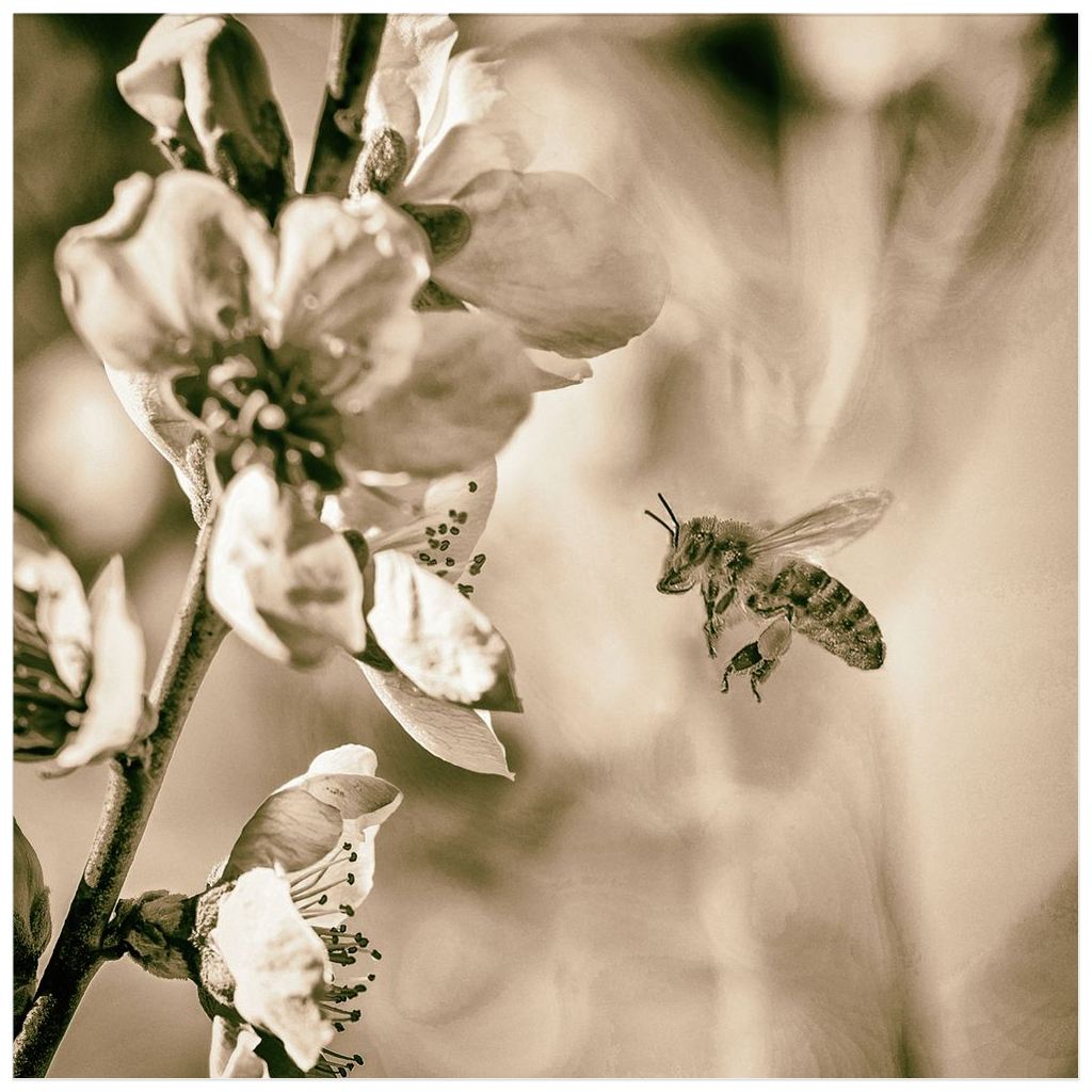 Sepia Bee with Flower Poster 20x20 inch Posters, Prints, & Visual Artwork Poster Prints