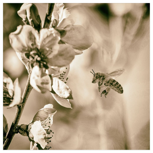 Sepia Bee with Flower Poster 12x12 inch Posters, Prints, & Visual Artwork Poster Prints