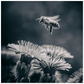 B&W Bee Hovering over Flower Poster 20x20 inch Posters, Prints, & Visual Artwork B&W Bee Hovering over Flower Poster Prints