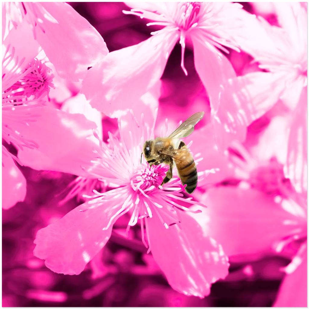 Bee with Glowing Pink Flowers - Acrylic Print 20x20 inch Posters, Prints, & Visual Artwork Acrylic Prints Original Art