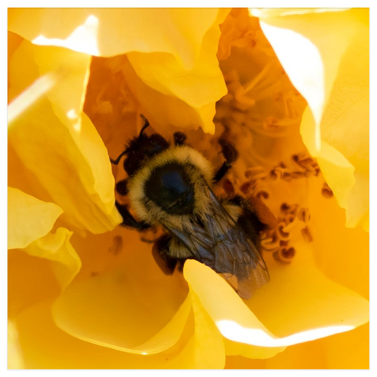 Bee in a Yellow Rose Poster 12x12 inch 500044 - Home & Garden > Decor > Artwork > Posters, Prints, & Visual Artwork Bee in a Yellow Rose Poster Prints