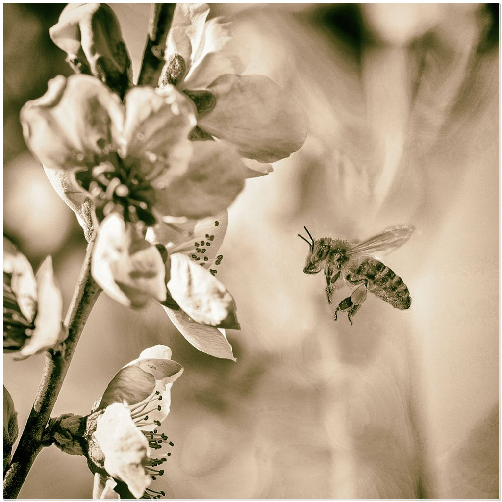 Sepia Bee with Flower - Acrylic Print 20x20 inch Posters, Prints, & Visual Artwork Acrylic Prints