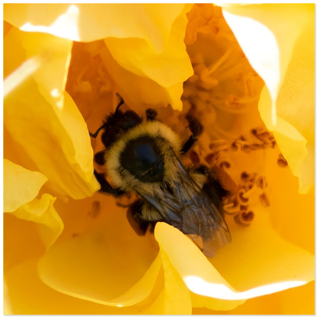 Bee in a Yellow Rose - Acrylic Print 12x12 inch Posters, Prints, & Visual Artwork Acrylic Prints Original Art