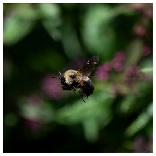 Hovering Bee Poster 12x12 inch 500044 - Home & Garden > Decor > Artwork > Posters, Prints, & Visual Artwork Poster Prints