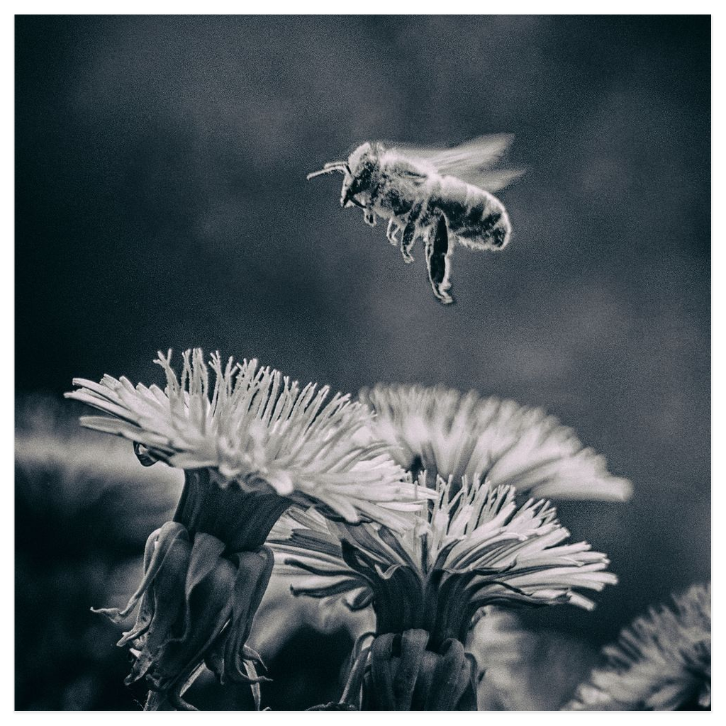 B&W Bee Hovering over Flower Poster 12x12 inch Posters, Prints, & Visual Artwork B&W Bee Hovering over Flower Poster Prints