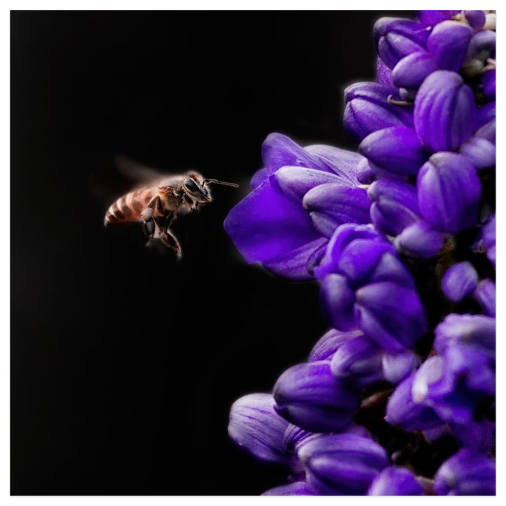 Buzzing Bee with Purple Flower Poster 12x12 inch 500044 - Home & Garden > Decor > Artwork > Posters, Prints, & Visual Artwork Buzzing Bee with Purple Flower Poster Prints