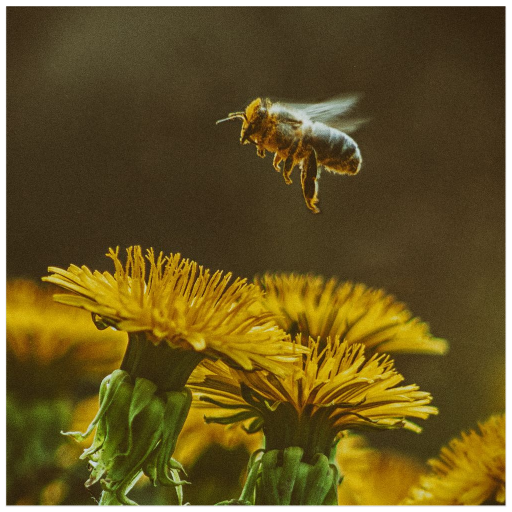 Golden Bee Hovering Over Flower Poster 20x20 inch Posters, Prints, & Visual Artwork Poster Prints