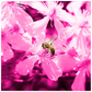 Bee with Glowing Pink Flowers Poster 20x20 inch 500044 - Home & Garden > Decor > Artwork > Posters, Prints, & Visual Artwork Bee with Glowing Pink Flowers Poster Prints
